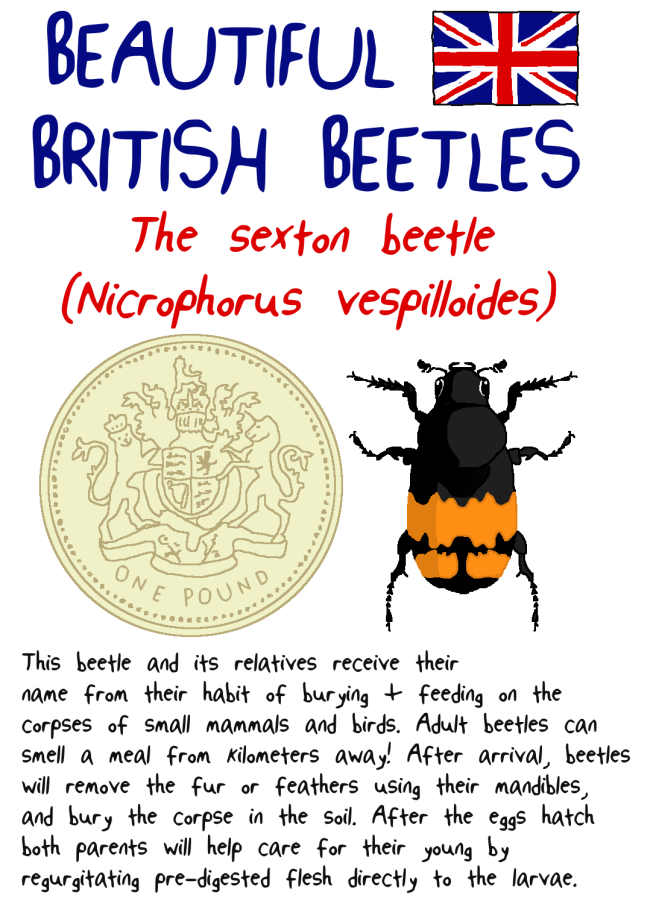 british_beetle_1