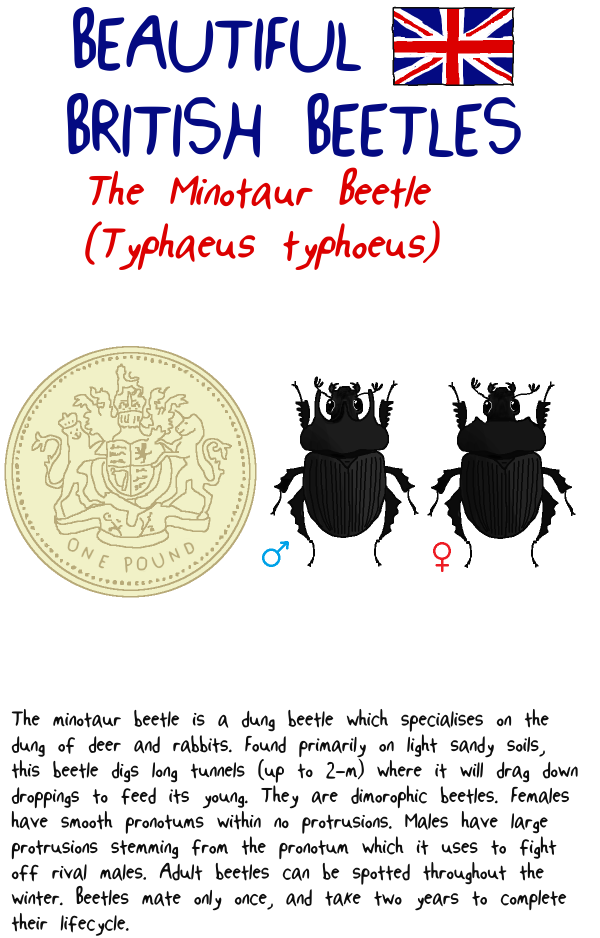 minotaur_beetle